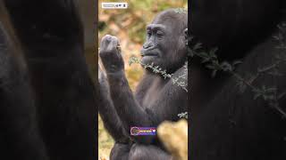 Gorillas Animal | Intelligence and Emotion of these Amazing Primates | Creative Nature #animals