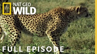 The Hunting Game (Full Episode) | Predator Fail