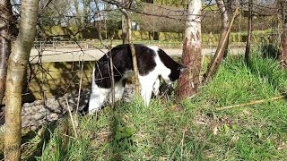 How easy it is for a cat to squeeze through a fence #shorts