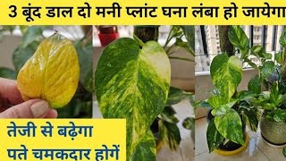 फरवरी मे मनी प्लांट बढ़ेगा दोगुनी तेजी से पते बड़े+चमकदार होगे | How to Save Dying MoneyPlant#Viral