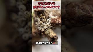 【閲覧注意！】ウラジロミドリシジミ孵化のピーク#shorts #lycaenidae