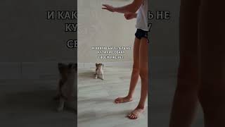 #активбольшой #чихлилу #собаки #актуальное #врек #чихуахуа #pets #шитцулуня #cute #собака