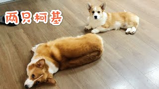 柯基cookie｜Corgi puppies‘ happy weekend｜两只小短腿的快乐周末