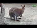 অস্ট্রেলিয়ার ক্যাঙ্গারু প্রানী সম্পর্কে interesting facts about kangaroos bivinno bissoy totho