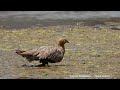 crowned sandgrouse in wadi wurayah