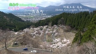 満開の桜 南阿蘇 高森峠千本桜 1000 cherry trees