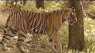 Sariska: Breeding failure leaves lot to be desired