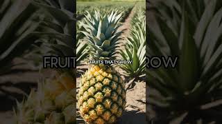 Juicy Pineapple: Unlocking the Secrets and Astonishing Facts