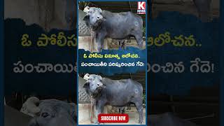 ఓ పోలీసు వినూత్న ఆలోచన.. పంచాయితీని పరిష్కరించిన గేదె! | Viral News | K News