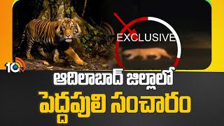 ఆదిలాబాద్ జిల్లాలో పెద్దపులి సంచారం  | Tiger Spotted In Adilabad District | 10tv News