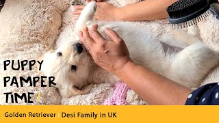 Golden Retriever puppy being pampered by her mum and sister ( English + Hindi )