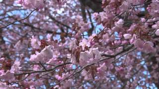 もうすぐ見頃！七時雨の一本桜