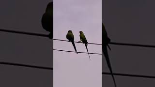 #lovebirds /#love /#கிளி/ அன்பை விட சொர்க்கம் எது 💚❤️💚/#youtubeshorts