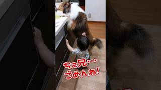 《1歳1ヶ月》犬も僕の家族だよ　産まれた時から…#日常#成長#子供#1歳児 #shortvideo#癒し#癒し#あかちゃんのいる生活#ショート#育児#short#shorts#赤ちゃん#親子#成長記録