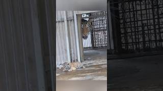 Mother cat protect her kittens 😱😳