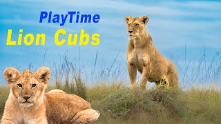 Lion Cubs playing with Mom | ఆడుకుంటున్న సింహం పిల్లలు