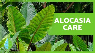 CARING for the ALOCASIA/ GIANT TARO🌿🪴 | Irrigation, Substrate, Location and Transplant