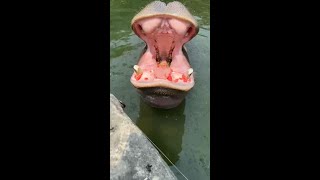 Hippo eating watermelon 河马吃西瓜