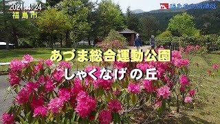 ［ふくしま花だより2021］あづま総合運動公園しゃくなげの丘