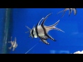 all about the banggai cardinal or kaudern s or highfin or longfin