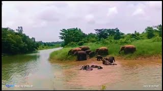 Elephant family enjoys a bath during summer heat. Watch || #wildlife #elephant #enjoy  #bath #nature