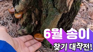 덕골세자매)6월 송이는 어디에~