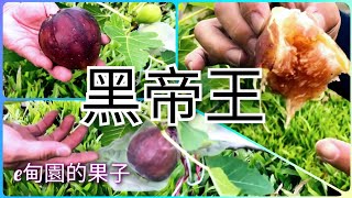 蜜化完全的「黑帝王」無花果，好吃到無法形容！ 2023年4月26日