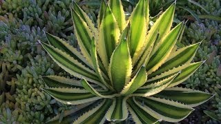 Agave lophantha 'Quadricolor', a gorgeous small agave for gardens and containers