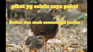 suara pikat ayam hutan betina@huntingfishing6095