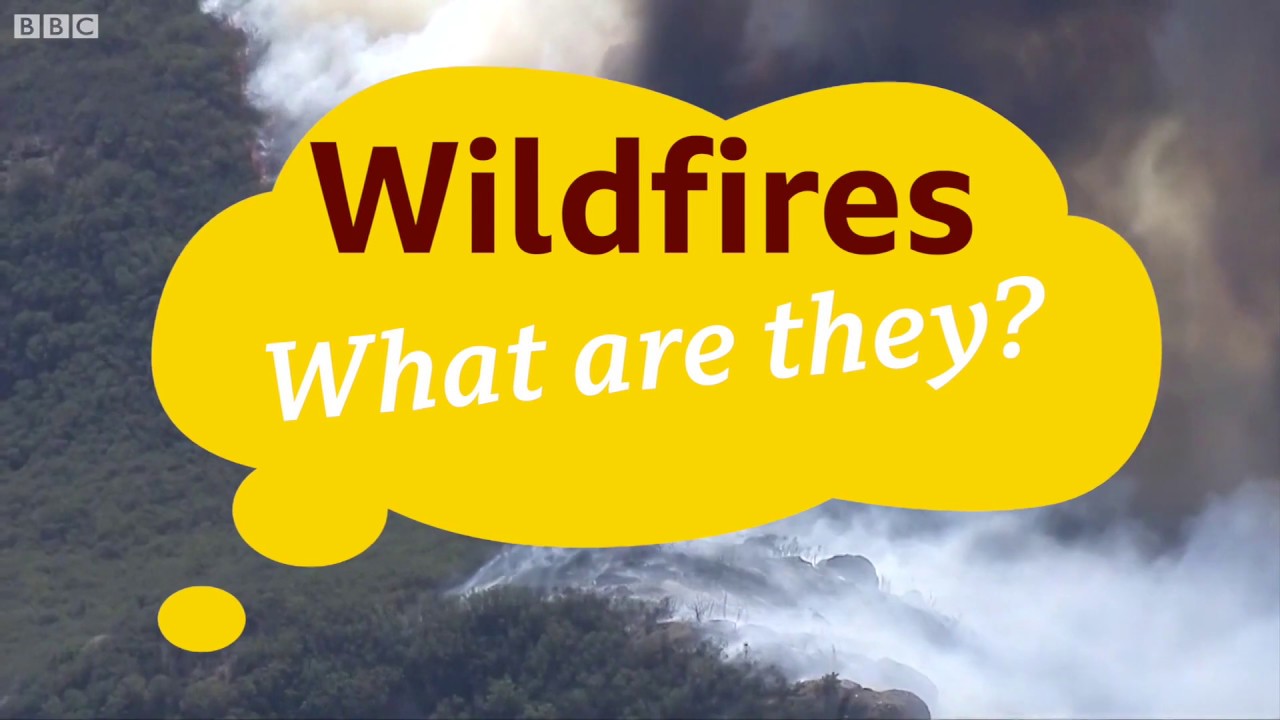 What Causes Wildfires And How Can We Prevent Them? - BBC What's New ...