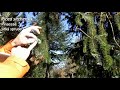 sitka spruce picea sitchensis plant identification