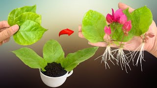 Miraculously! Bougainvillea leaves unexpectedly took root and sprouted overnight