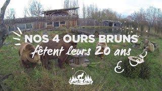 Les 20 ans des 4 ours bruns du Parc Sainte-Croix