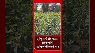 Washim Sunflowers : सूर्यफुलाचं क्षेत्र घटलं, शेतकऱ्यांची सूर्यफूल पीकाकडे पाठ