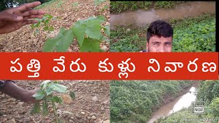 పత్తి చెట్లకు ఏరు కుళ్ళు వ్యాధి  ఎలా నివారణ.pathi chetlua erru kullu yadi ealla nivarana