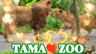 「モルト」と「ミキ」がペアに！？🦁💗😻　多摩動物公園ライオン園ドキュメンタリー