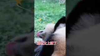 被自己的腳薰暈的渝愛！#大熊猫 #cute #熊貓 #animals #貓熊 #funny #panda #動物 #渝愛