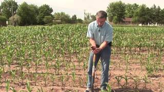 Eye on Agriculture Today:  Root Lesion Nematodes in Corn