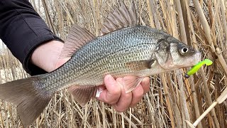 White Perch! Fishing mid-Winter in Salt, Brackish \u0026 Fresh 1/19 to 2/23