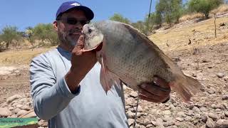 Carpa de casi nueve kilos y tilapia de casi cuatro kilos con caña