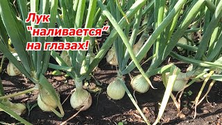 The onion harvest will almost double - tested many times! Onions through seedlings.