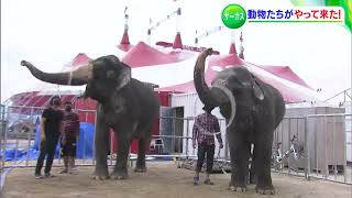 13頭の動物が岡山に到着し準備万端　創立120周年の木下大サーカス・地元公演を前に