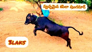 Pure punganur kapila breed cows and bulls || contact ph : 7338414117