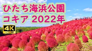 2022 Kochia, Hitachi-Seaside Park.HITACHI SEASIDE PARK Kochia Japan#4k #Kochia