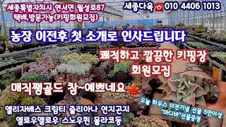 세종다육 농원이전후 첫소개 착한국민다육군생입고🌼키핑회원모집🌼매직쨈골드 옐로우맬로우 비바칠레 블루엘프4천 페리도트3천 줄리아나등succulents  plant 多肉植物