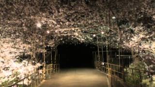 市原市で一番美しい夜桜 　小湊鉄道　村上駅