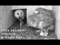 #5🦉Barn Owl Nest❶ LIVE Barn Owl Nest Cam (Ságvár, Hungary)