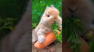 Cute Bunny eating carrot 🥕🐇💞||Please subscribe