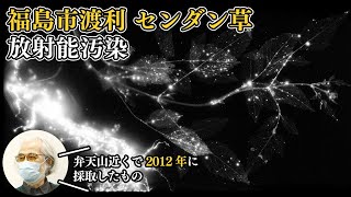 90 -福島市渡利 センダン草の放射能汚染