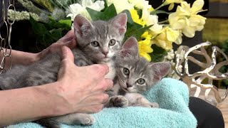 It's Kitten Season at Charleston Animal Society - A 4-Pack of Furbabies For Our Pet of the Week!